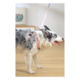 M-PETS Gentle Dog Triangle Dog Harness