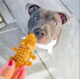Mak's Patch Peanut Butter Crocodile Dog Treats