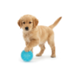 PLAY Ball Dog Toy