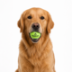 Petdirect Tennis Ball Dog Toy