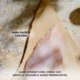 Trilogy Chicken in Bone Broth Adult Wet Cat Food