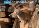 SPCA 2027 Charity Calendar
