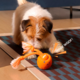 Cheerble Wicked Ball Rolly Smart Dog Toy