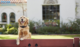 Petrek GPS-4 MAX Pet Tracker