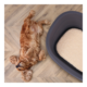 M-PETS Java Easy-Clean Hard Shell Cat and Dog Bed