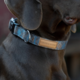 Pointer & Hound Signature Dog Collar