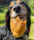 Mak's Patch Pig Ear Dog Treats