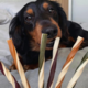 Mak's Patch Mixed Fruit Straws Dog Treats