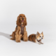 Pointer & Hound Signature Dog Harness