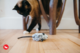 P.L.A.Y. Feline Frenzy Catch a Meowse Cat Toy
