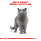 Royal Canin British Shorthair Adult Wet Cat Food