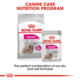 Royal Canin Mini Exigent Adult Dry Dog Food