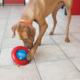 KONG Gyro Ball Dog Toy