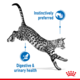 Royal Canin Indoor Gravy Wet Cat Food
