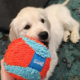 Chuckit! Indoor Ball Dog Toy