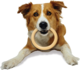 Nylabone Power Chew Ring Chew Toy