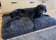 Brooklands Dog Calming Mattress