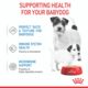 Royal Canin Mother & Babydog Starter Ultra Soft Mousse Canned Wet Dog Food