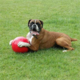 Dog toy Company of Animals Boomer Blue (150mm) main image 0