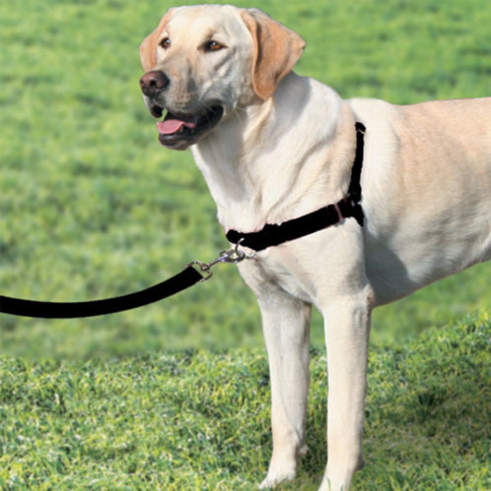 Beau Gentle Leader Front Lead Harness - Pet Direct