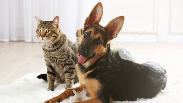 Top Smart Pet Tech Gadgets for Kiwi Pet Parents