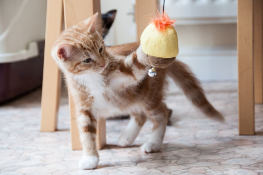 What Your Kitten’s Play Style Says About Their Personality