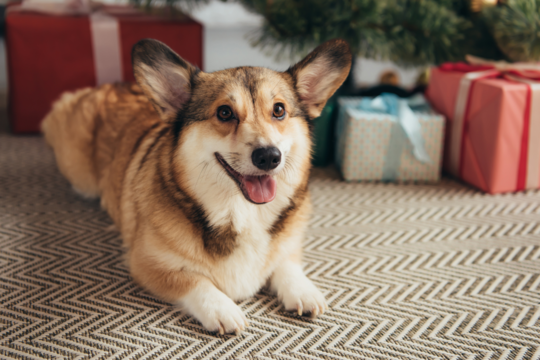 Last-Minute Christmas Pet Safety Tips for a Happy, Healthy Holiday
