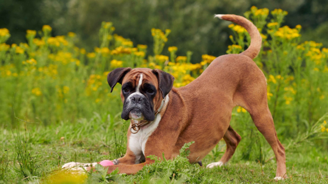 Boxer Dog Grooming Guide: Tips for Brushing, Bathing, Skin & Coat Care