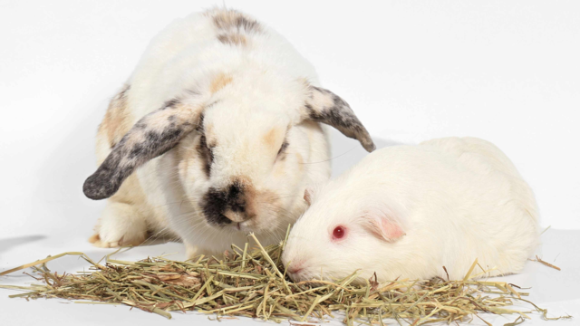 What to Feed Your Rabbit or Guinea Pig: A NZ Diet Guide