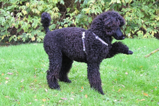 Why Is My Poodle Scratching So Much? Causes and Relief