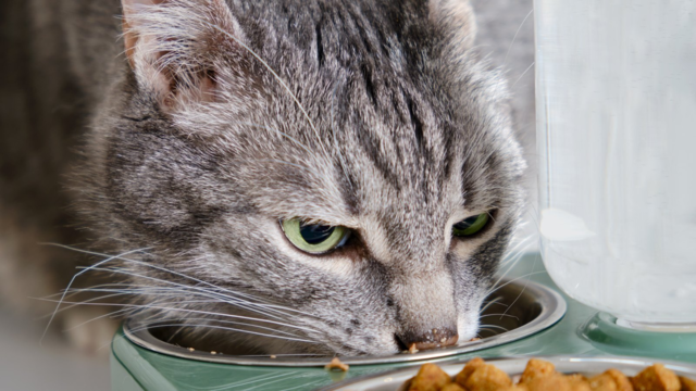 Probiotic Care for Senior Cat Digestion