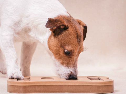 Top Enrichment Activities to Keep Energetic Terriers Happy