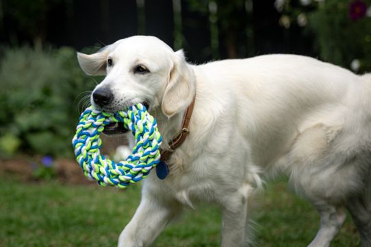 Your Guide to Pup & Purr: Petdirect’s Exclusive Range for Kiwi Pets