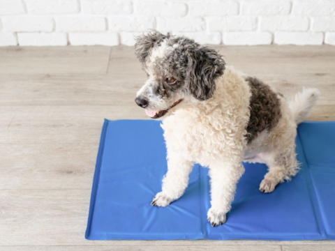 Creating The Ultimate Cool Zone At Home for Cats and Dogs