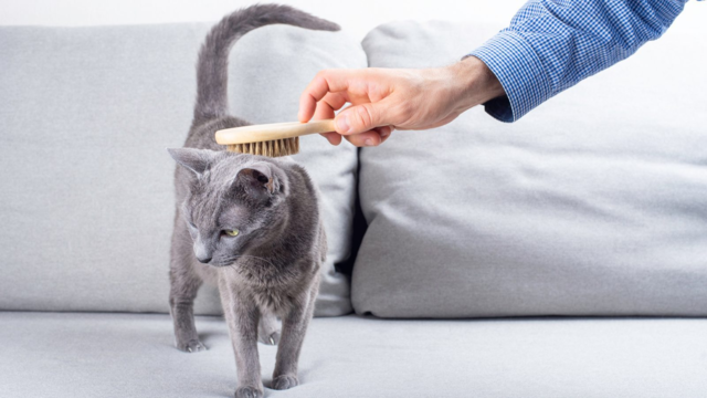 Senior Cat Grooming in Winter: A Gentle Once-Over
