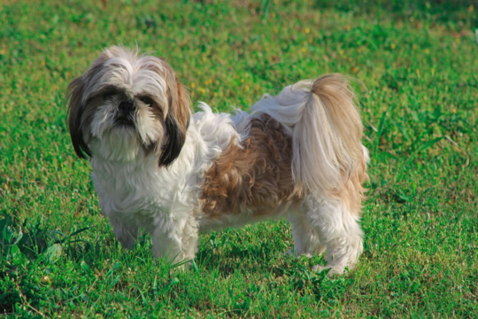 Shih Tzu Feeding Guide: How Often to Feed Puppies & Adults