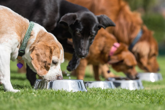 Black Hawk Dog Food: The Ultimate Guide to Quality & Range