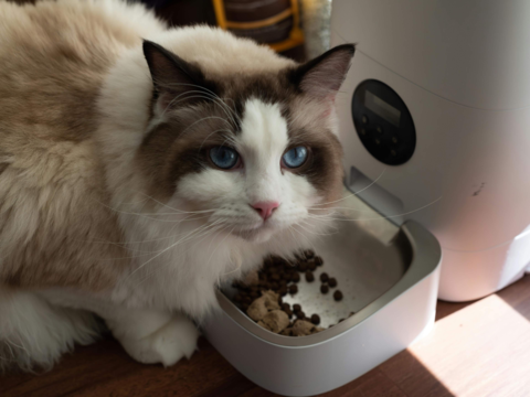 Why Your Cat Is Overeating and How to Help Them Feel Fuller