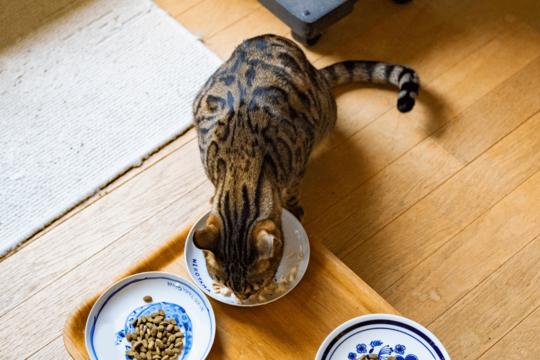 What Should I Feed My Bengal Cat? Nutrition for Active Cats