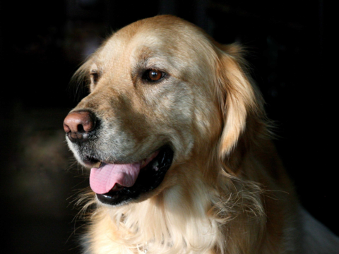 My Dog Has Bad Breath, What Do I Do?