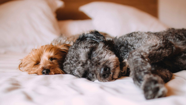 Do Dogs Dream? the Science of Dog Sleep & Night-Time Care Tips for NZ Pet Owners