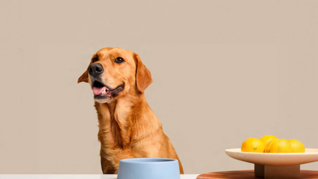 ZooperBowl Has Arrived: Real Raw Food, Made Simple