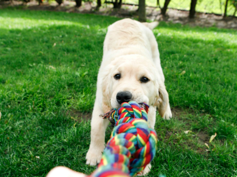 Best Puppy Toys for Teething, Training & Playtime Fun