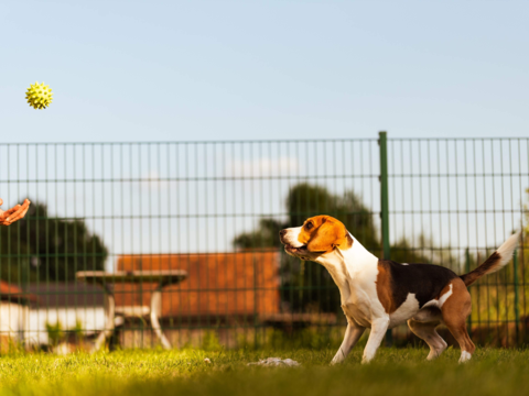 Backyard Games For Dogs