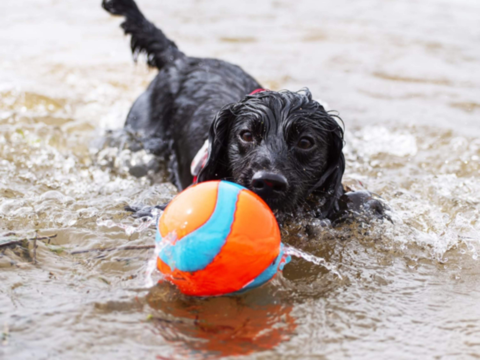 Best Chuckit Toys for Dogs in NZ: Your Complete Chuckit Guide