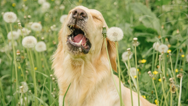 Dog Reverse Sneezing: What It Is and When to Worry