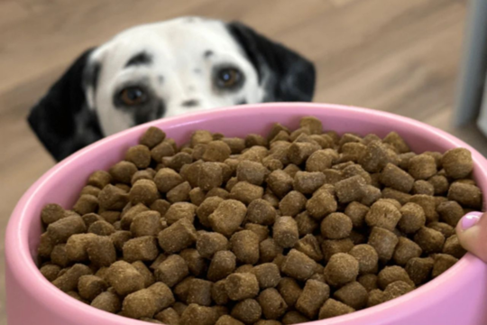 Beco Bowls Guide: Eco Friendly Feeding For Kiwi Pets