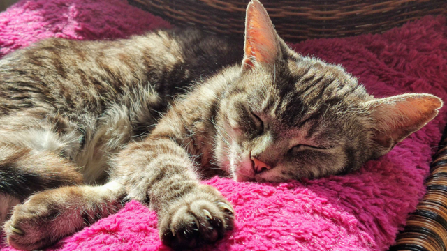 Senior Cats: Signs of Ageing, Care Tips & How to Support Older Cats