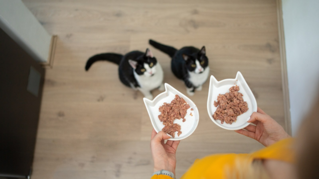 Warm Wet Food for Senior Cats: A Gentle Winter Habit