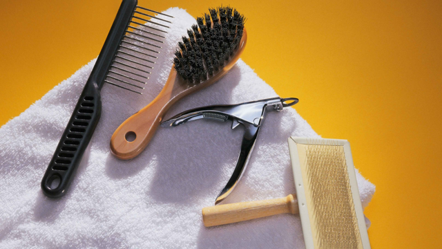 Dog Grooming Essentials in NZ: Tools, Tips and Trusted Brands